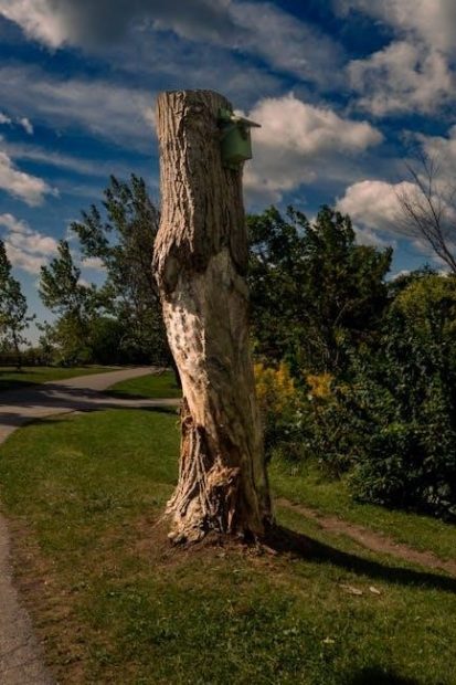 stump shade guide